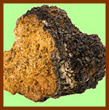 Artificially grown chaga mushroom, lacking a fruiting body and thick sclerotium