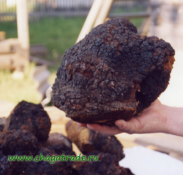 A hand holding a chunk of Siberian chaga mushroom
