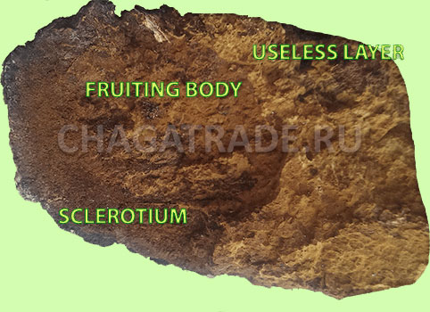 Siberian wild chaga cross cut