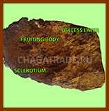 Cross-section of chaga mushroom showing three distinct layers: black outer crust, brown middle layer, and golden inner core.