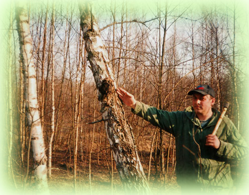 chaga hunting