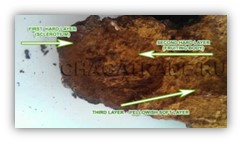 Layers of chaga
