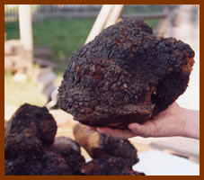 A chunk of chaga laying on a palm