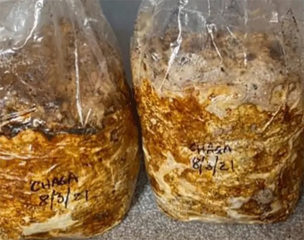 Cultivated chaga in two bags filled with liquid